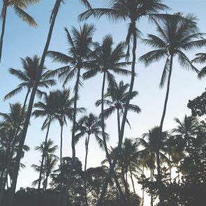 Palmiers à Hawaii
